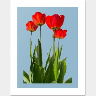 Tall Red Tulips Posters and Art